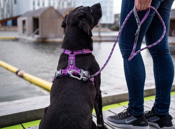 Dog Copenhagen Comfort Walk Harness Air
