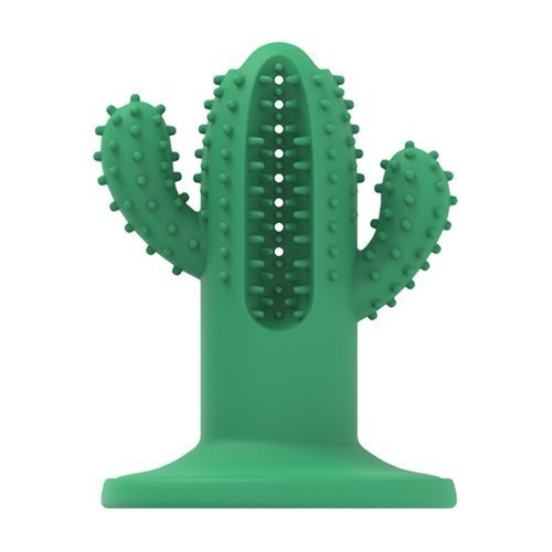 AFP Dental Cactus